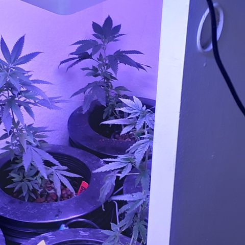 Vanilla Cream Pie growlog photo: Transplanting, Tiedown(scrogg)
Add Co², Foliar feed more effectively.