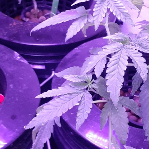 Vanilla Cream Pie growlog photo: Transplanting, Tiedown(scrogg)
Add Co², Foliar feed more effectively.