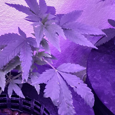Vanilla Cream Pie growlog photo: Transplanting, Tiedown(scrogg)
Add Co², Foliar feed more effectively.