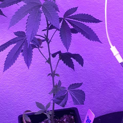 Vanilla Cream Pie growlog photo: Transplanting, Tiedown(scrogg)
Add Co², Foliar feed more effectively.