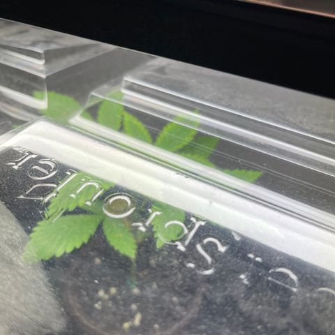 Dutch Treat growlog photo: Planted Dutch Treat and Animal Crackers. Via donation Rudy Rudolph. Dutch Treat only one that made it. 