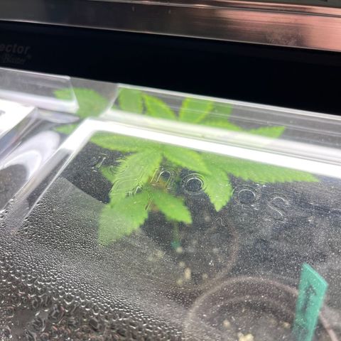 Dutch Treat growlog timeline photo