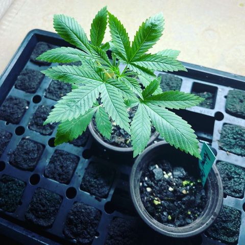 Dutch Treat growlog timeline photo