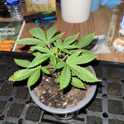 Dutch Treat growlog timeline photo