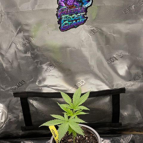 Dutch Treat growlog timeline photo