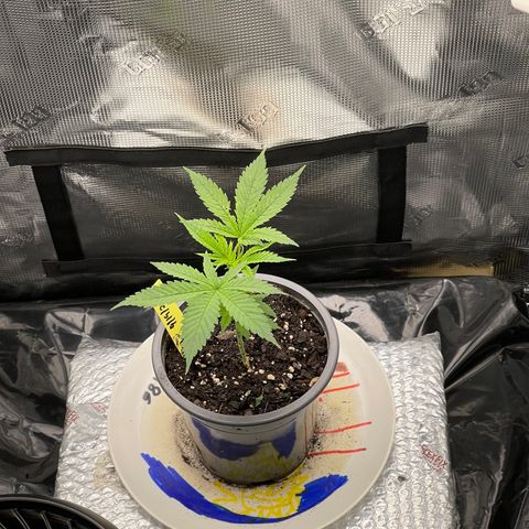 Dutch Treat growlog timeline photo