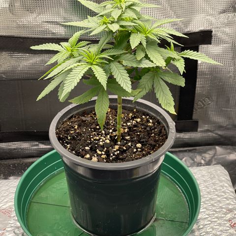 Dutch Treat growlog timeline photo