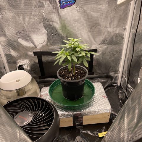 Dutch Treat growlog timeline photo