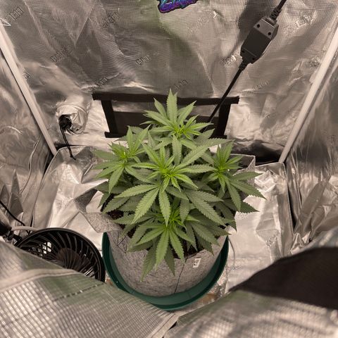 Dutch Treat growlog photo: Saturday after Transplanting into 5gallon fabric Pot on Wednesday of same week! Picture on the Right is day of then 3 days later! 