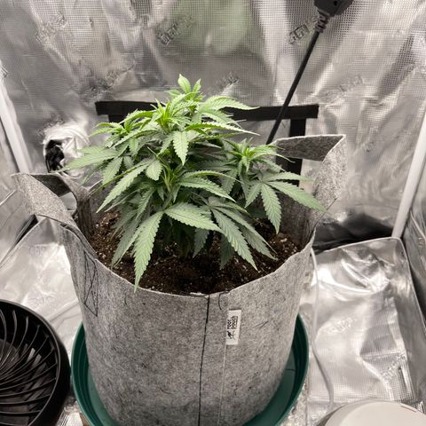 Dutch Treat growlog photo: Saturday after Transplanting into 5gallon fabric Pot on Wednesday of same week! Picture on the Right is day of then 3 days later! 