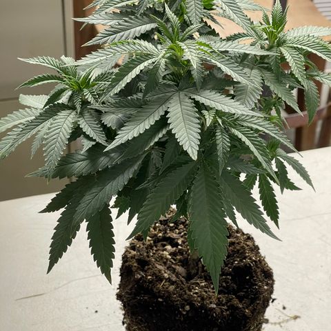 Dutch Treat growlog timeline photo