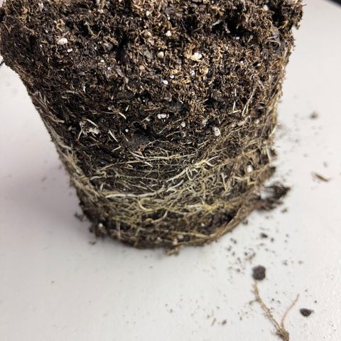 Dutch Treat growlog timeline photo