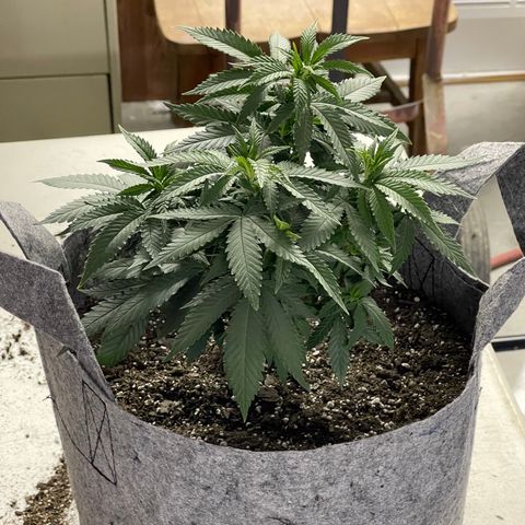 Dutch Treat growlog timeline photo