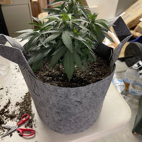 Dutch Treat growlog timeline photo