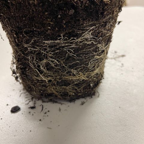Dutch Treat growlog timeline photo