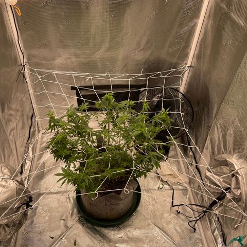 Dutch Treat growlog photo: 1st attempt at scrog netting!