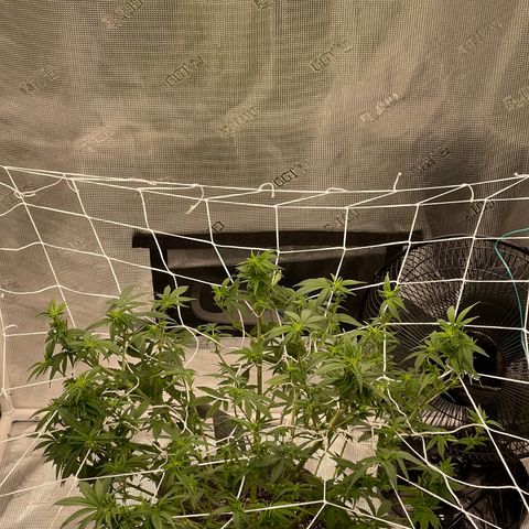 Dutch Treat growlog photo: 1st attempt at scrog netting!
