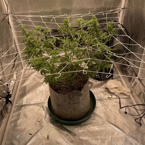 Dutch Treat growlog photo: 1st attempt at scrog netting!