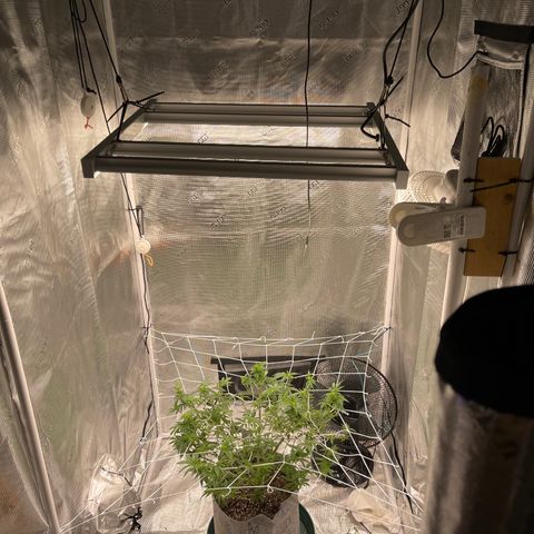 Dutch Treat growlog photo: 1st attempt at scrog netting!