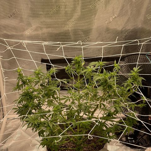 Dutch Treat growlog photo: 1st attempt at scrog netting!