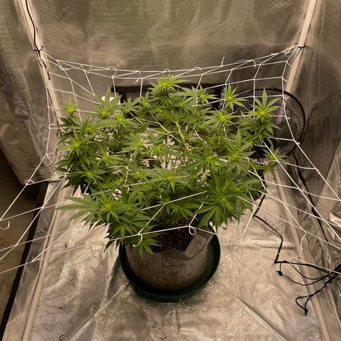 Dutch Treat growlog timeline photo