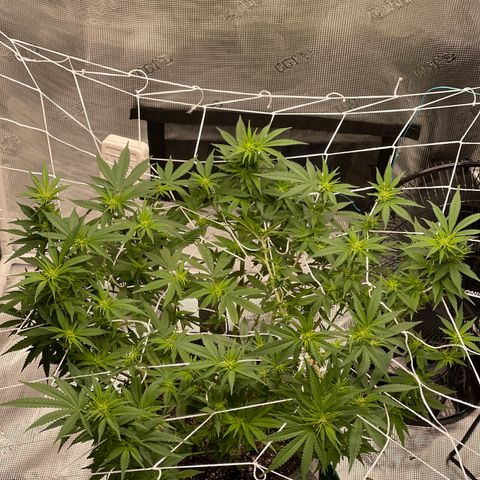 Dutch Treat growlog timeline photo