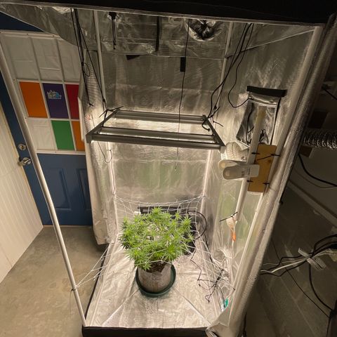 Dutch Treat growlog timeline photo