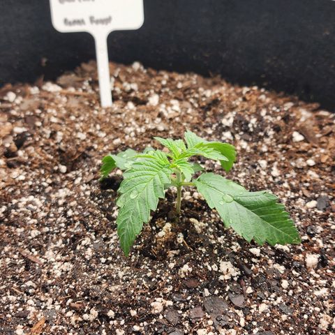 Blue Pavé growlog photo: Watered