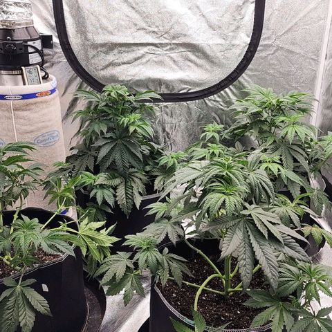 Blue Pavé growlog timeline photo