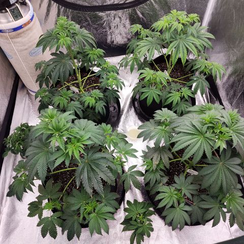 Blue Pavé growlog timeline photo