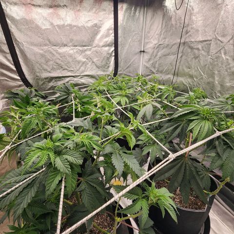 Blue Pavé growlog timeline photo