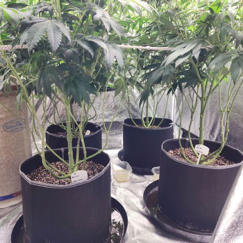 Blue Pavé growlog timeline photo