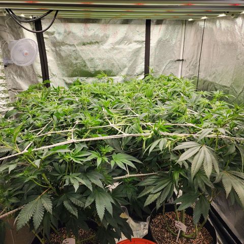 Blue Pavé growlog timeline photo