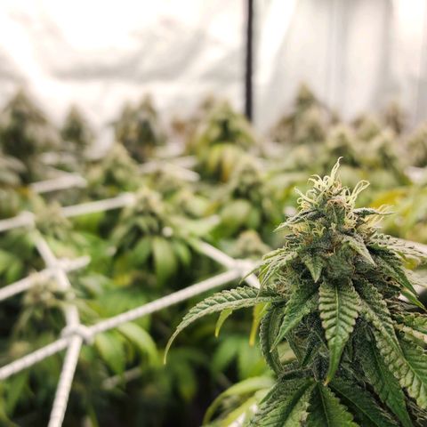 Blue Pavé growlog timeline photo
