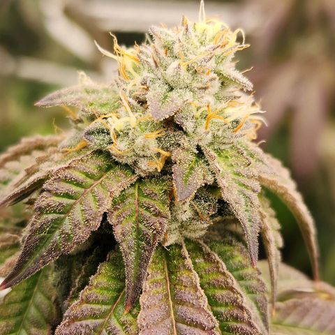 Blue Pavé growlog timeline photo