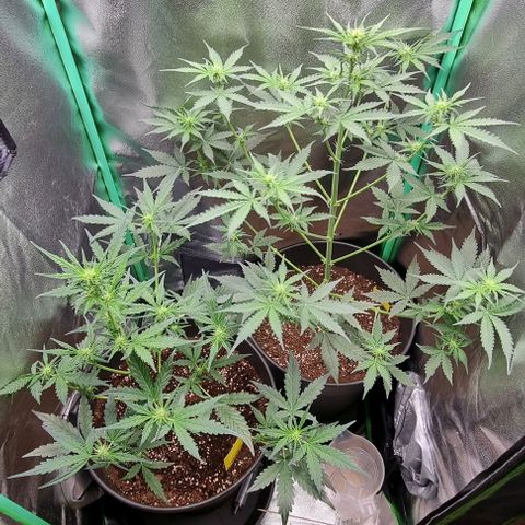 Royal Kush Auto RQS growlog timeline photo