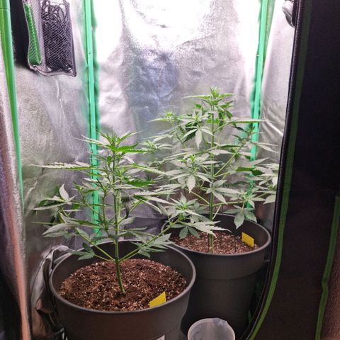 Royal Kush Auto RQS growlog timeline photo