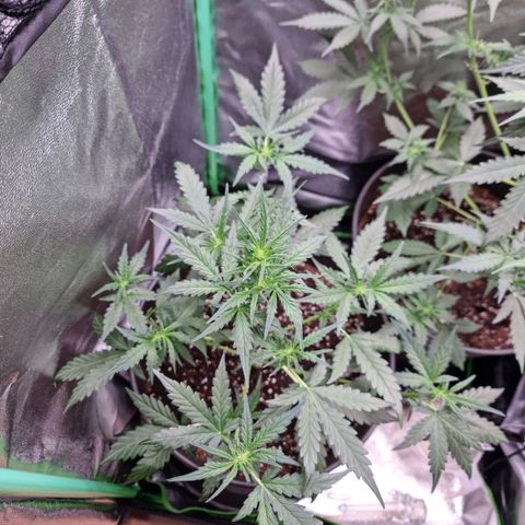 Royal Kush Auto RQS growlog timeline photo
