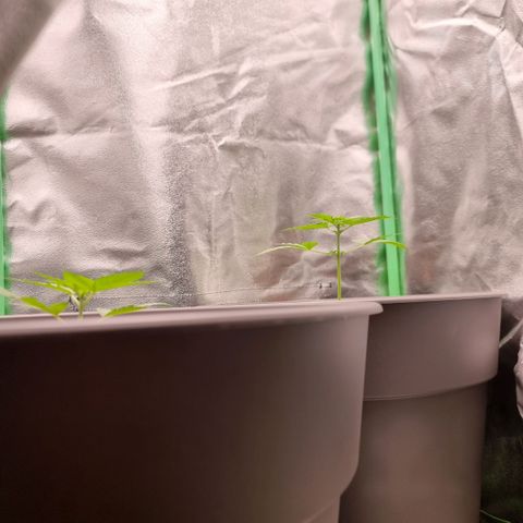 Royal Kush Auto RQS growlog timeline photo