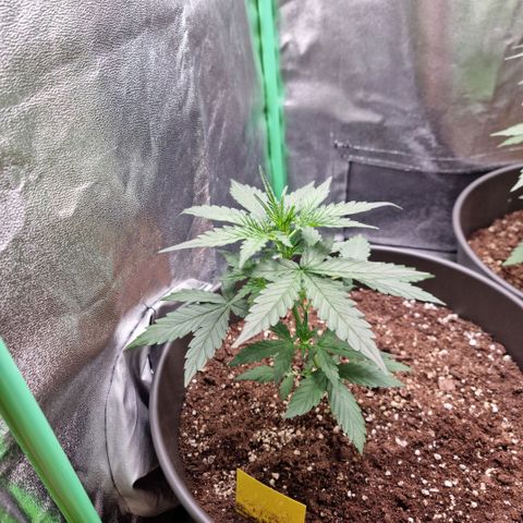 Royal Kush Auto RQS growlog timeline photo