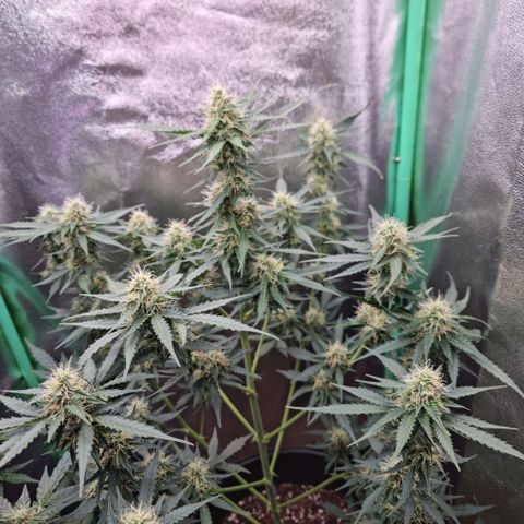 Royal Kush Auto RQS growlog timeline photo