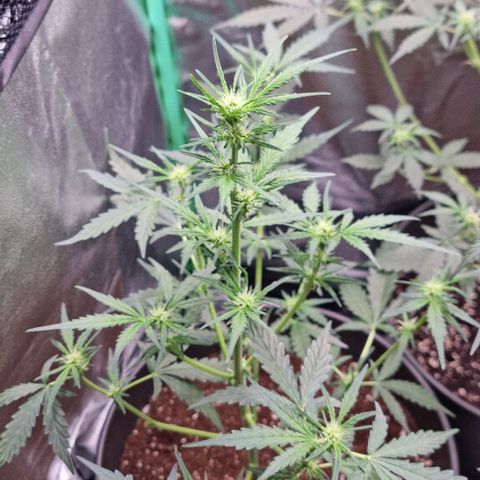 Royal Kush Auto RQS growlog timeline photo