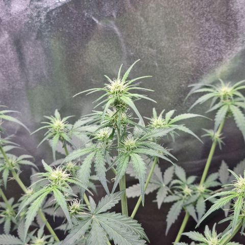 Royal Kush Auto RQS growlog timeline photo