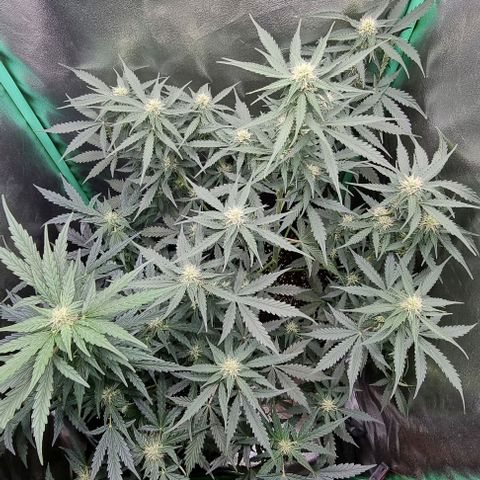 Royal Kush Auto RQS growlog timeline photo