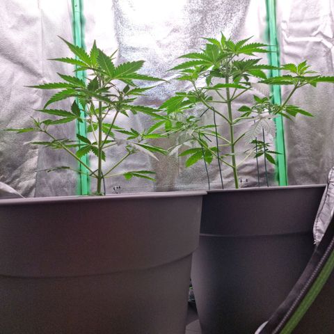 Royal Kush Auto RQS growlog timeline photo