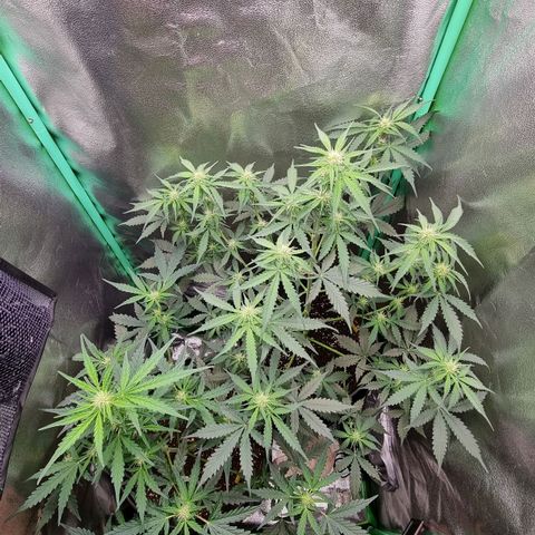 Royal Kush Auto RQS growlog timeline photo