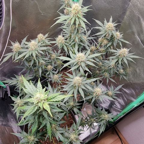 Royal Kush Auto RQS growlog timeline photo