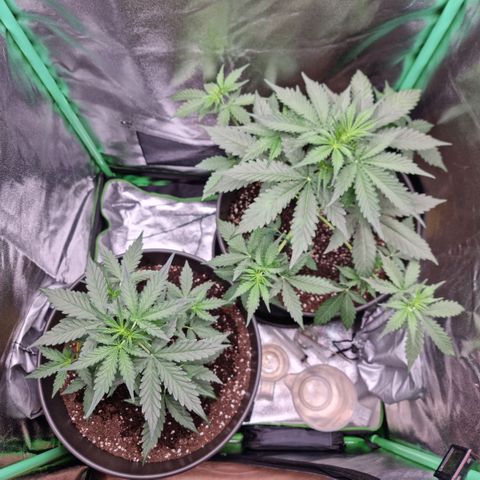Royal Kush Auto RQS growlog timeline photo