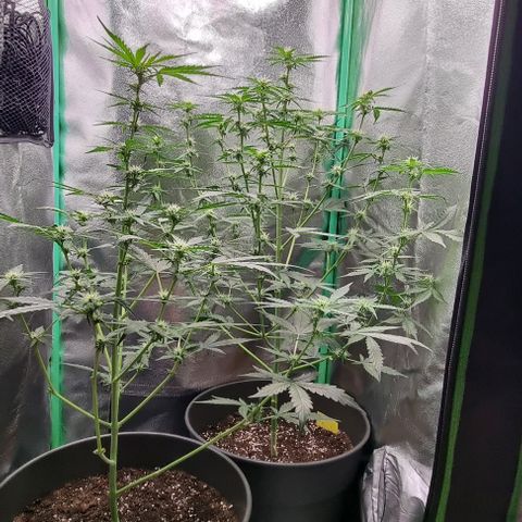 Royal Kush Auto RQS growlog timeline photo
