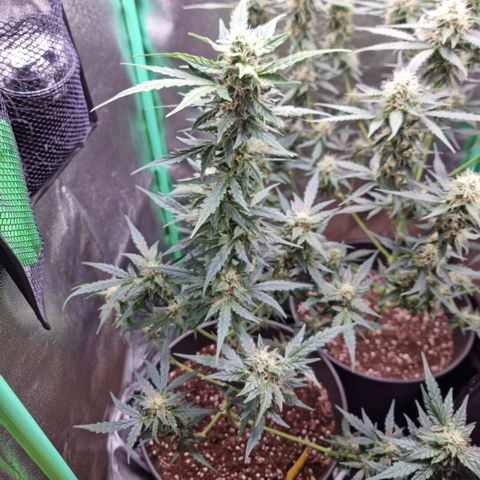 Royal Kush Auto RQS growlog timeline photo